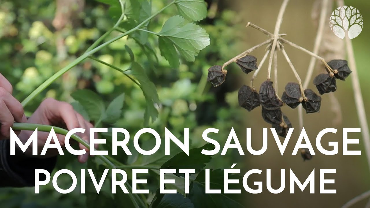 Le maceron se mange en légume et ses fruits comme le poivre