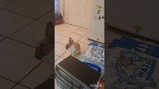 Puky Vs Cony