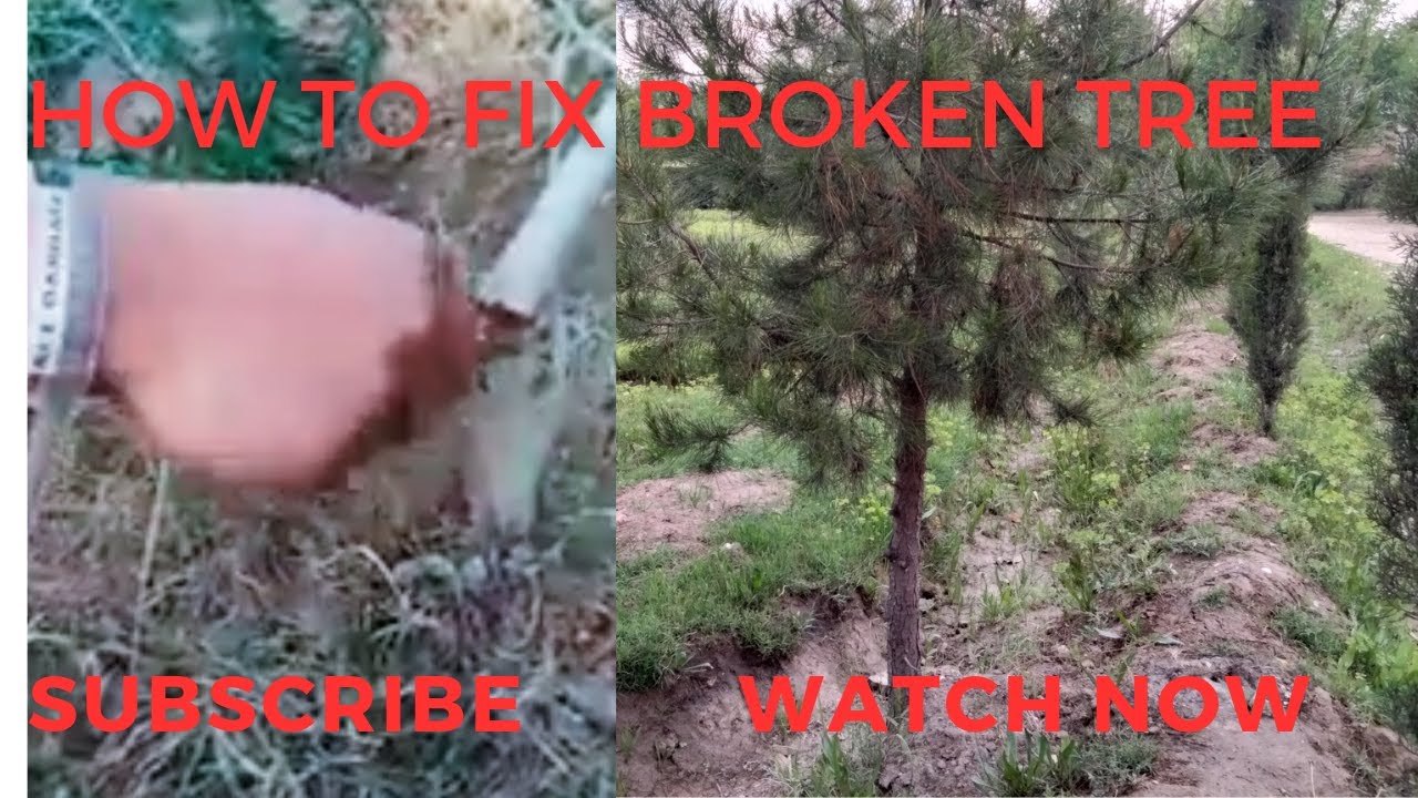 how to fix broken treenew2021/broken tree stem/how to fix broken tree