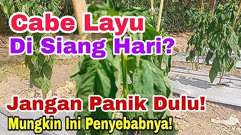 Cabe Layu Di Siang Hari! Kenapa? | Why do chilies wilt during the day?
