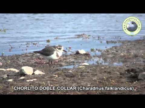 Chorlito Doble Collar Charadrius falklandicus