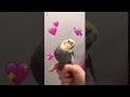 Wholesome Parrots Dancing (real life)