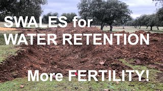 SWALES for WATER RETENTION: more FERTILITY