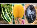 😍Farm Fresh Ninja Fruit (Oddly Satisfying Fruit Ninja) #223