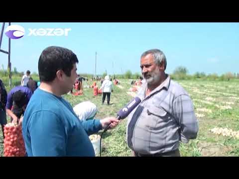 Video: Midiya necə yığılır?