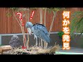 風に吹かれながら何かを見つける☆ハシビロコウのふたば!【9月のふたば10】Shoebill FUTABA in September 2019