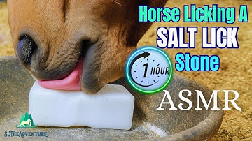 Horse Licking A Salt Lick Stone ASMR | Oddly Relaxing | 1 Hour Of Horse Sounds | No Mid-Roll Ads