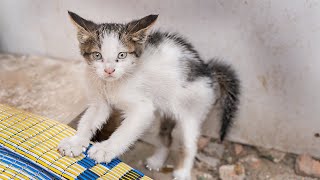 The Orphaned Kitten is Scared and Hisses to Protect Himself. (angry kitten Angry cat ) Lucky Paws