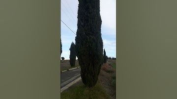 cypress trees