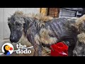 Watch this dogs life get completely transformed  the dodo