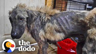 Watch This Dog S Life Get Completely Transformed The Dodo