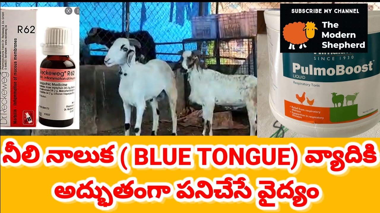 నీలి నాలుకకు అద్భుతమైన వైద్యం Blue tongue treatment in sheep and goat sheepfarming 
