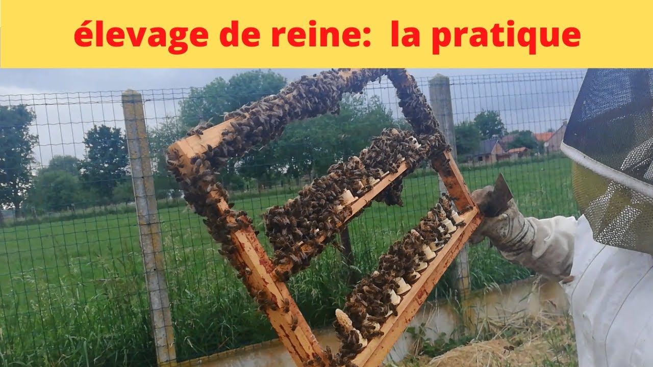 l'élevage des reines, la théorie