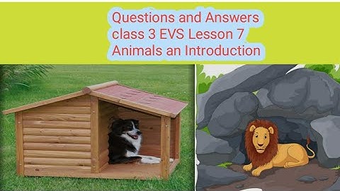 class 3 EVS Lesson 7 Animals - An Introduction questions and answers