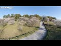 越谷梅林公園 空中散歩