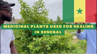 Medicinal Plants Used For Healing in Senegal, West Africa 🇸🇳 #TeamBantuFest #health #senegal screenshot 5