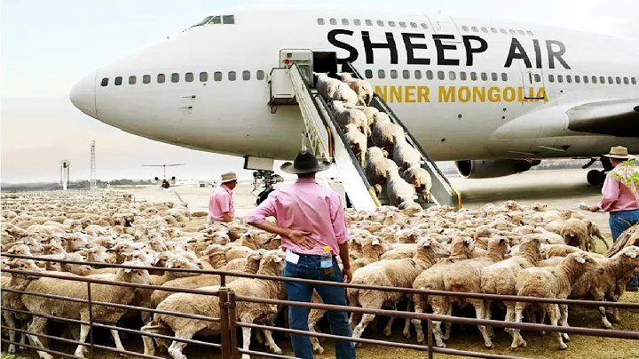 How to export millions of sheep, pig, cows - Modern Transport Technology by aircraft and big ship - DayDayNews