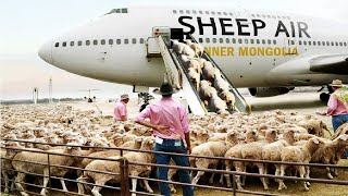 How to export millions of sheep, pig, cows - Modern Transport Technology by aircraft and big ship