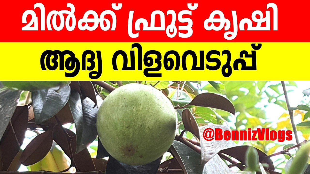 #198 - മിൽക്ക് ഫ്രൂട്ട് കൃഷി: ആദ്യ വിളവെടുപ്പ്  -  തൈകൾ നടുന്ന രീതിയും പരിചരണവും | Milk Fruit