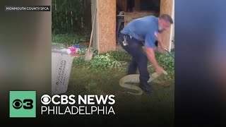 Burmese python removed from New Jersey home after taking shelter in a shed