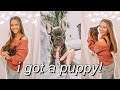 I GOT A PUPPY! bringing home my 8 week old french bulldog puppy! | first days home + NAME REVEAL!