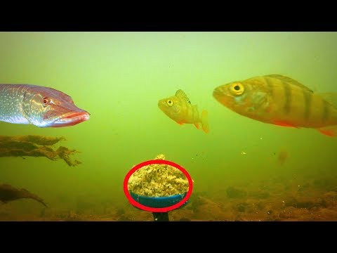 Реакция рыбы на ЖАРЕНЫЕ СЕМЕЧКИ! Подводная съемка