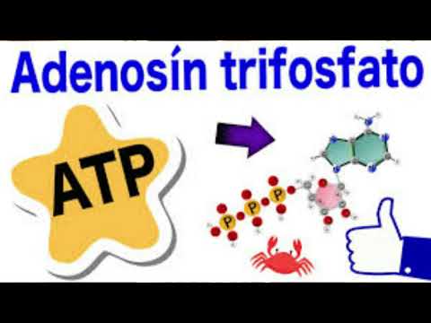 Video: Perché l'atp si chiama adenosina trifosfato?