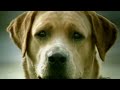 Bridgestone Commercial HD Dog S Suicide 2003 BBDO Bridgestone Commercial HD Dog S Suicide 2003 BBDO