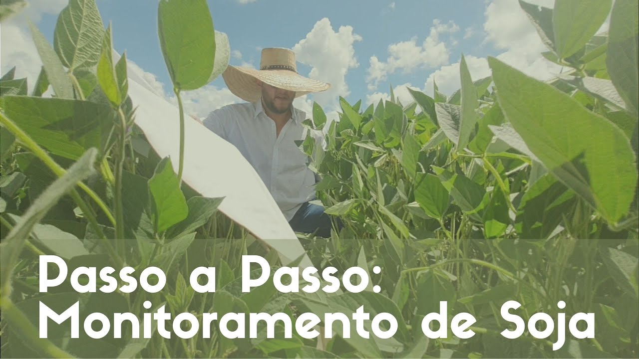 Passo a Passo: Monitoramento de Pragas, Doenças e Daninhas na Soja.
