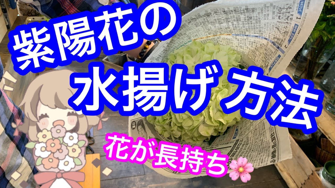 紫陽花を長持ちさせる水揚げ方法を解説 Youtube