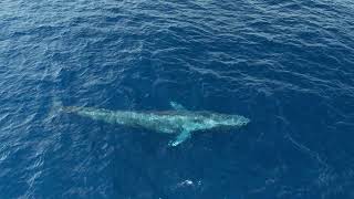 The first ever footage of Blue Whales in the Seychelles