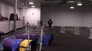 Rocky The Pit Bull Agility Dog Akc Master Jumpers 92516