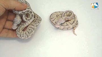 Butter Silver Streak x Killer Bee