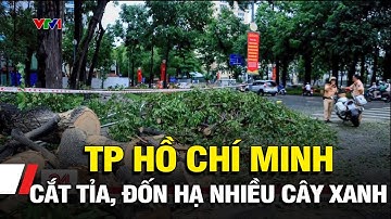 Tp.HCM cắt tỉa, đốn hạ nhiều cây xanh trong mùa mưa bão | VTV1