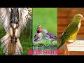 Nature and wildlife video- bird and animals sound- beautiful birds- eagle,crane,humming,sparrow