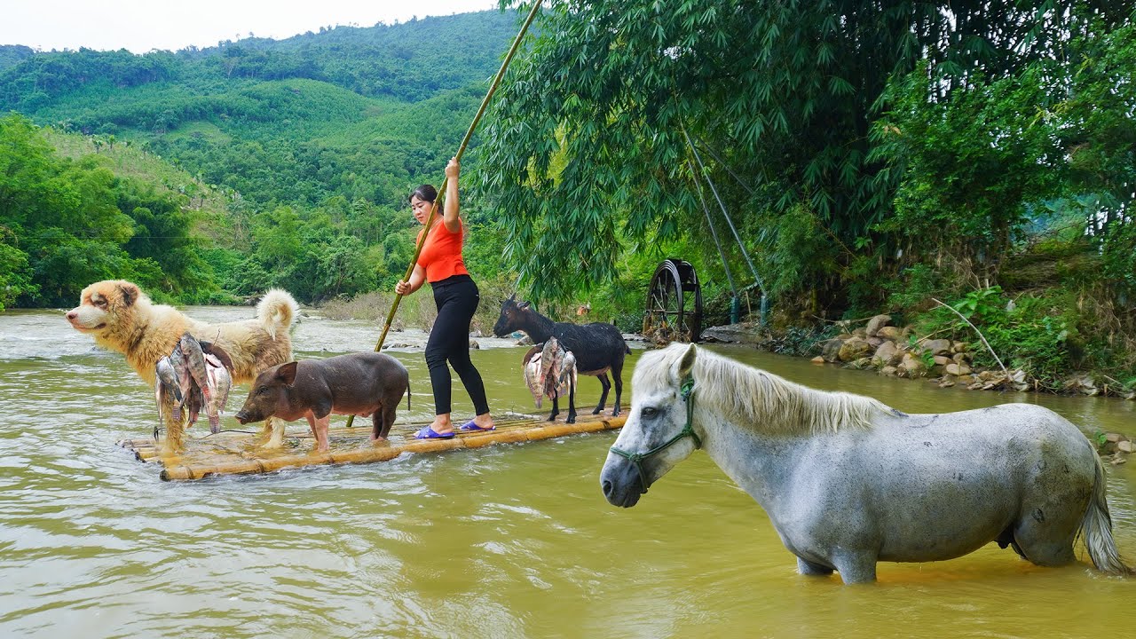 157 Days The Girl Live with A Horse, Dog, Goats,Crossing dangerous floodwaters to harvest fish traps