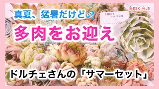 【多肉植物】【狩っ多肉】ドルチェさんの「サマーセット・エンジョイ」を開封します❣️