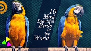 10 Most Beautiful Birds in the World | Birds Nature Relaxation