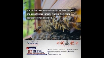 True or False STINGERS