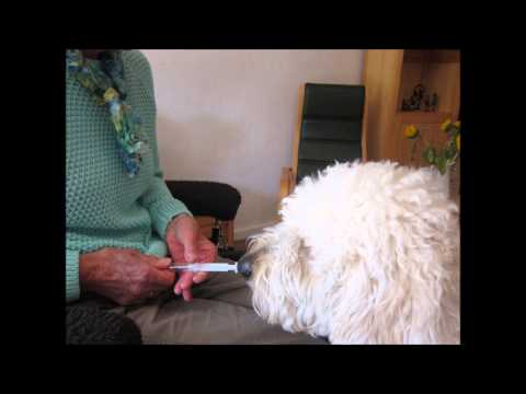 Video: Sentinel - Medicatie- En Receptlijst Voor Huisdieren, Honden En Katten