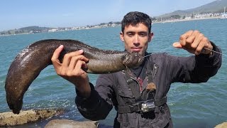 CATCH and COOK on the Rocks   Making Fish Tacos from This Monkey Faced Eel