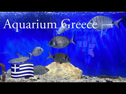 Video: Aquarium 