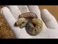 【２秒でわかる】カブト.クワガタ.カナブンの幼虫の見分け方