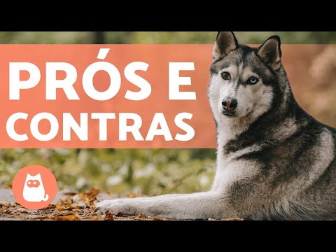 Vídeo: Husky: Fatos Interessantes, Vantagens E Desvantagens Da Raça