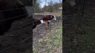 Dad and grandpa on baby duty #rufusthebull #cow #cowfarm #calf