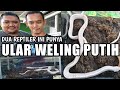 REVIEW ULAR WELING PUTIH YANG LANGKA