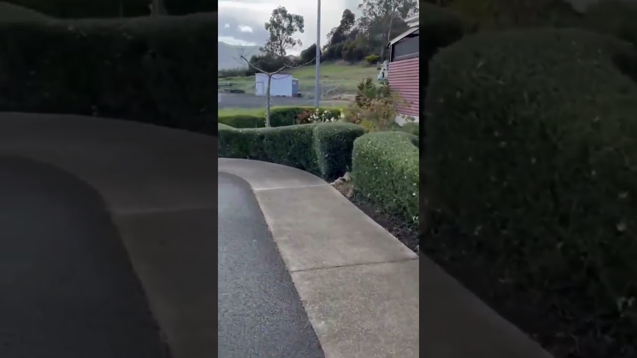 Precision hedge trimming that keeps your garden in top shape Precision hedge trimming that keeps your garden in top shape