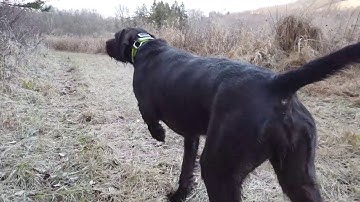 Martha the Pudelpointer - Deliver to Hand