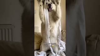 There’s Always That One Funny Dog!! He's So Mischievous!! #shorts #malamute #cutepets