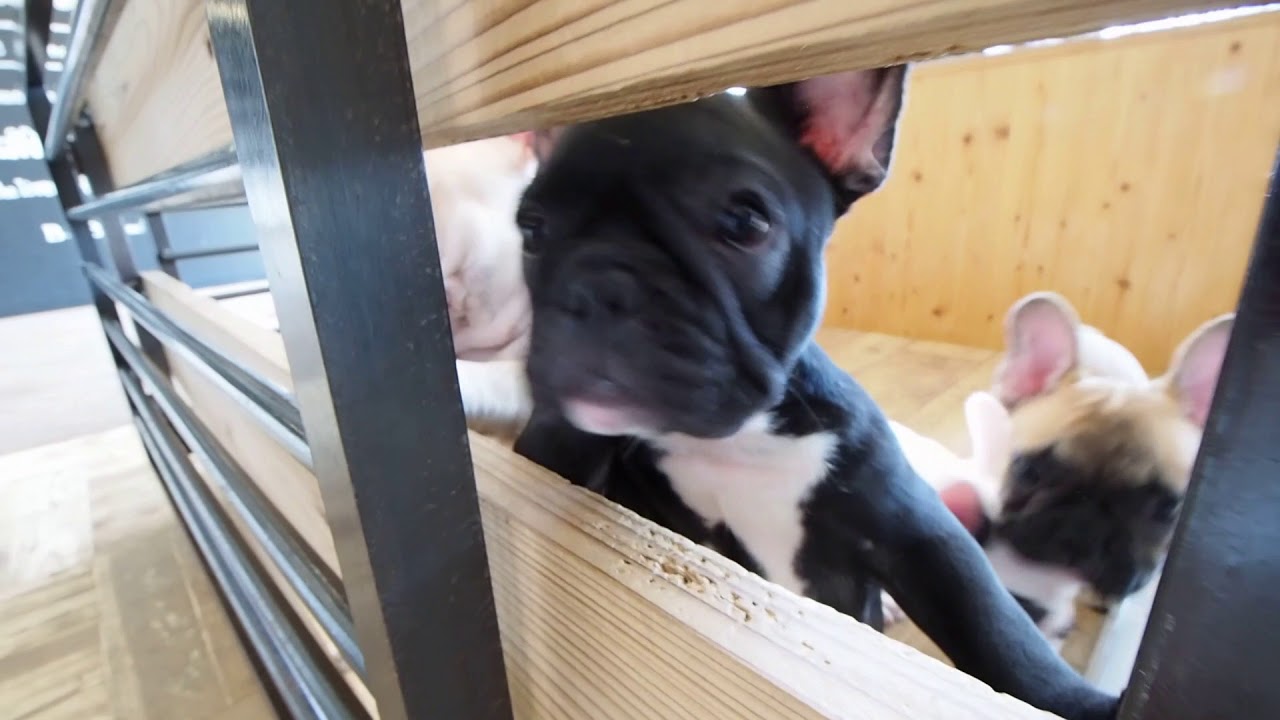 B&Bfrench フレンチブルドッグ子犬 ご家族様募集中です♫